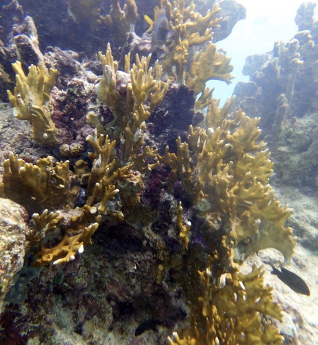 Photo of Branching fire coral (Millepora alcicornis)