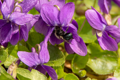 Osmia lignaria propinqua