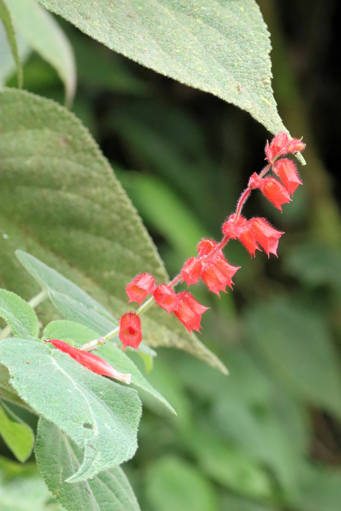 Imagem de Salvia vermelha