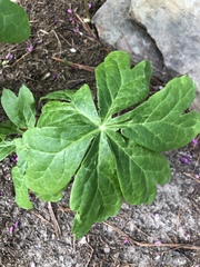 Podophyllum