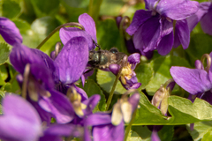 Osmia lignaria propinqua