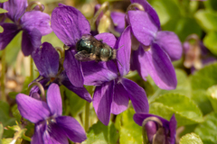 Osmia lignaria propinqua