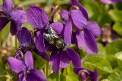Osmia lignaria propinqua
