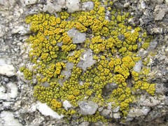 Polycauliona bolacina