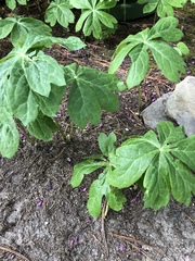 Podophyllum
