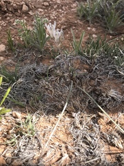 Androstephium breviflorum