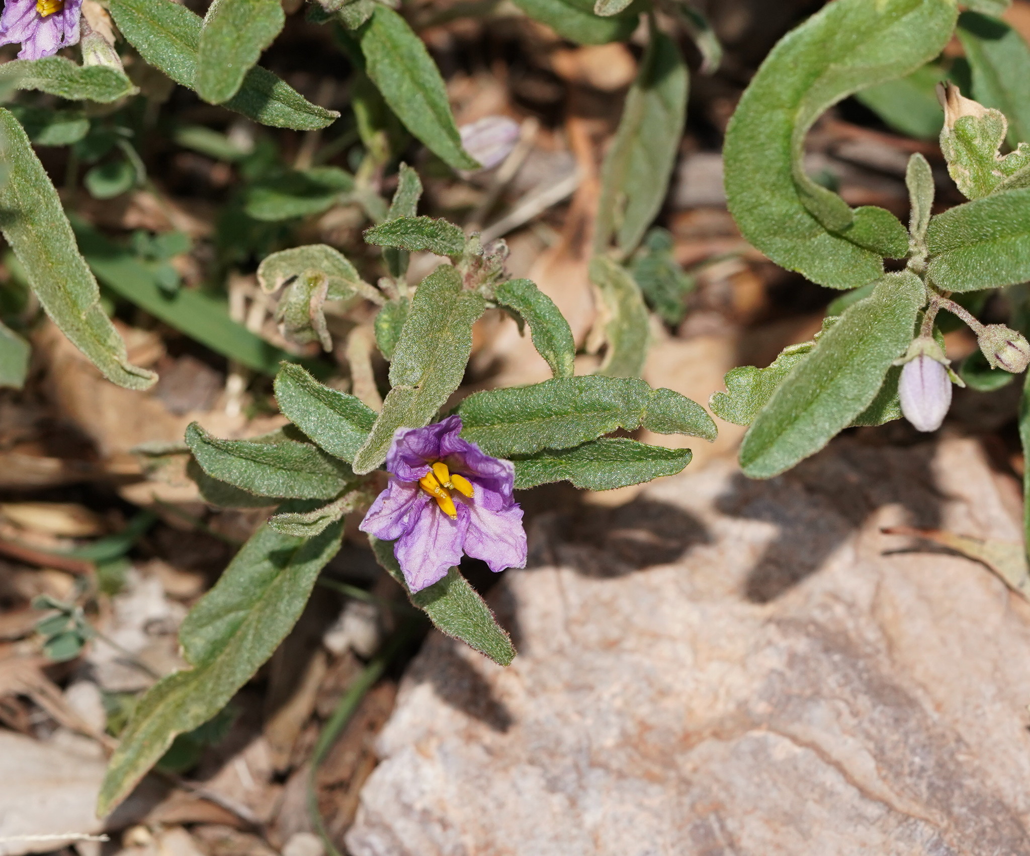 Solanum esuriale