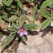 Solanum esuriale - Photo (c) Reiner Richter, algunos derechos reservados (CC BY-NC-SA), uploaded by Reiner Richter