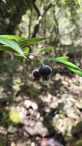 Image of Myrcianthes pungens by no rights reserved