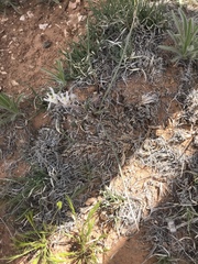 Androstephium breviflorum