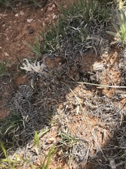 Androstephium breviflorum