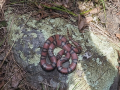Lampropeltis gentilis
