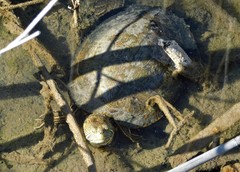 Trachemys gaigeae