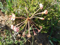 Pelargonium pillansii