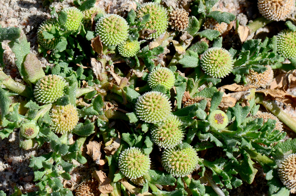 Centipeda crateriformis