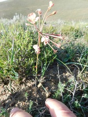 Pelargonium pillansii