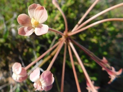 Pelargonium pillansii