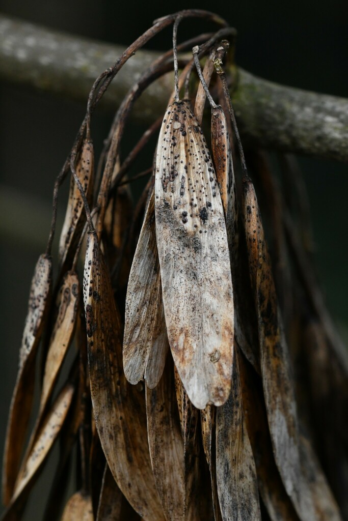 Neosetophoma samarorum