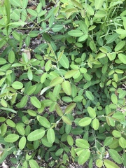 Lespedeza texana