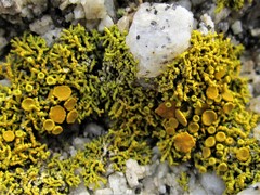 Polycauliona coralloides