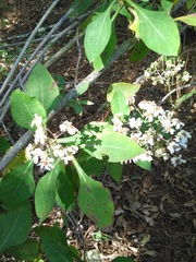 Rumfordia floribunda