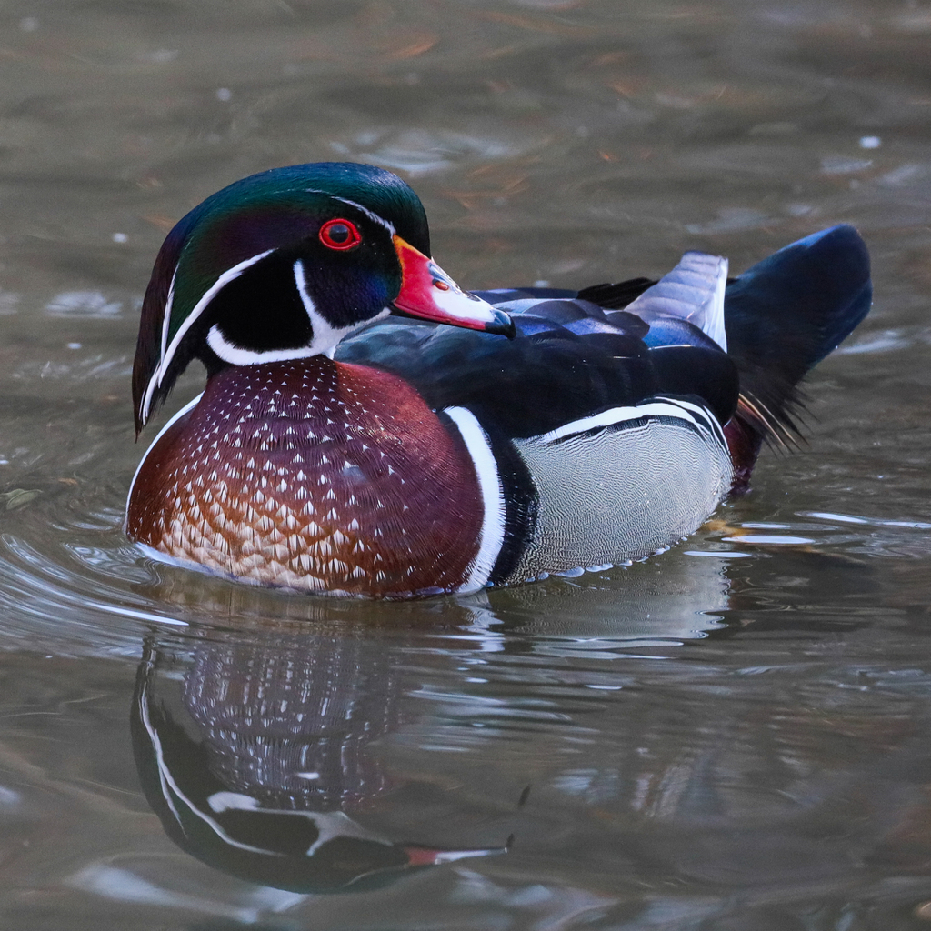 Wood Duck (Aix sponsa)