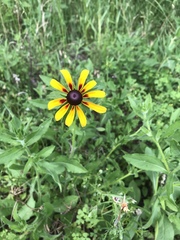 Rudbeckia