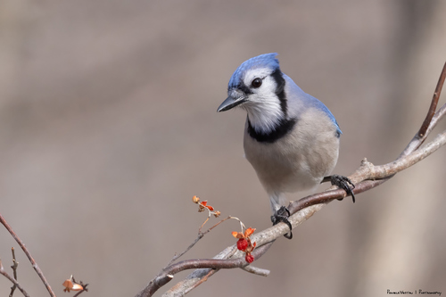Blue Jay, photo 8 of 10