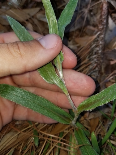 Image of Pityopsis flexuosa by (c) Scott Allen Davis, some rights reserved (CC BY)