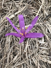 Colchicum bulbocodium
