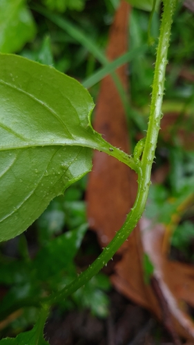 Image of Hackelia latifolia by (c) Petra Holland, some rights reserved (CC BY)