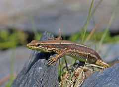Iberolacerta monticola