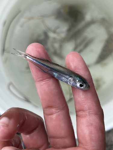 Hardhead silverside (Atherinomorus stipes) — Atherinidae