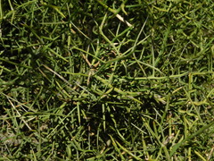 Koeberlinia spinosa