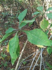 Rumfordia floribunda