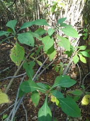 Rumfordia floribunda