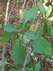 Rumfordia floribunda