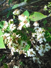 Rumfordia floribunda