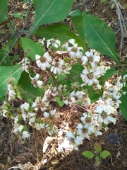 Rumfordia floribunda