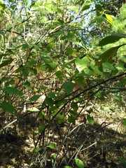 Rumfordia floribunda