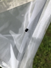 Chrysomelidae