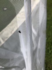 Chrysomelidae
