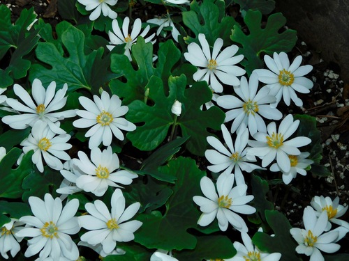 Sanguinaria canadensis iNat (2)