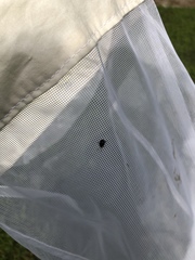 Chrysomelidae