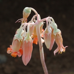 Cotyledon