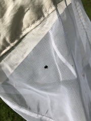 Chrysomelidae