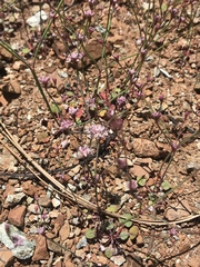 Eriogonum covilleanum