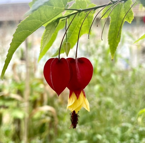 Callianthe megapotamica