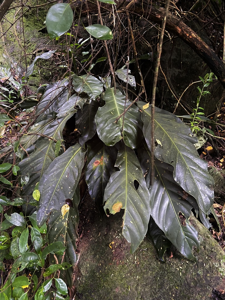 Anthurium solitarium Schott