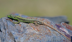 Iberolacerta monticola